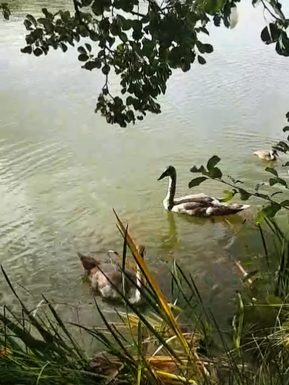 @parkwächter_bill