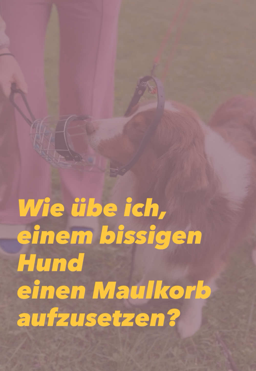 @Antonia | Hundetrainerin