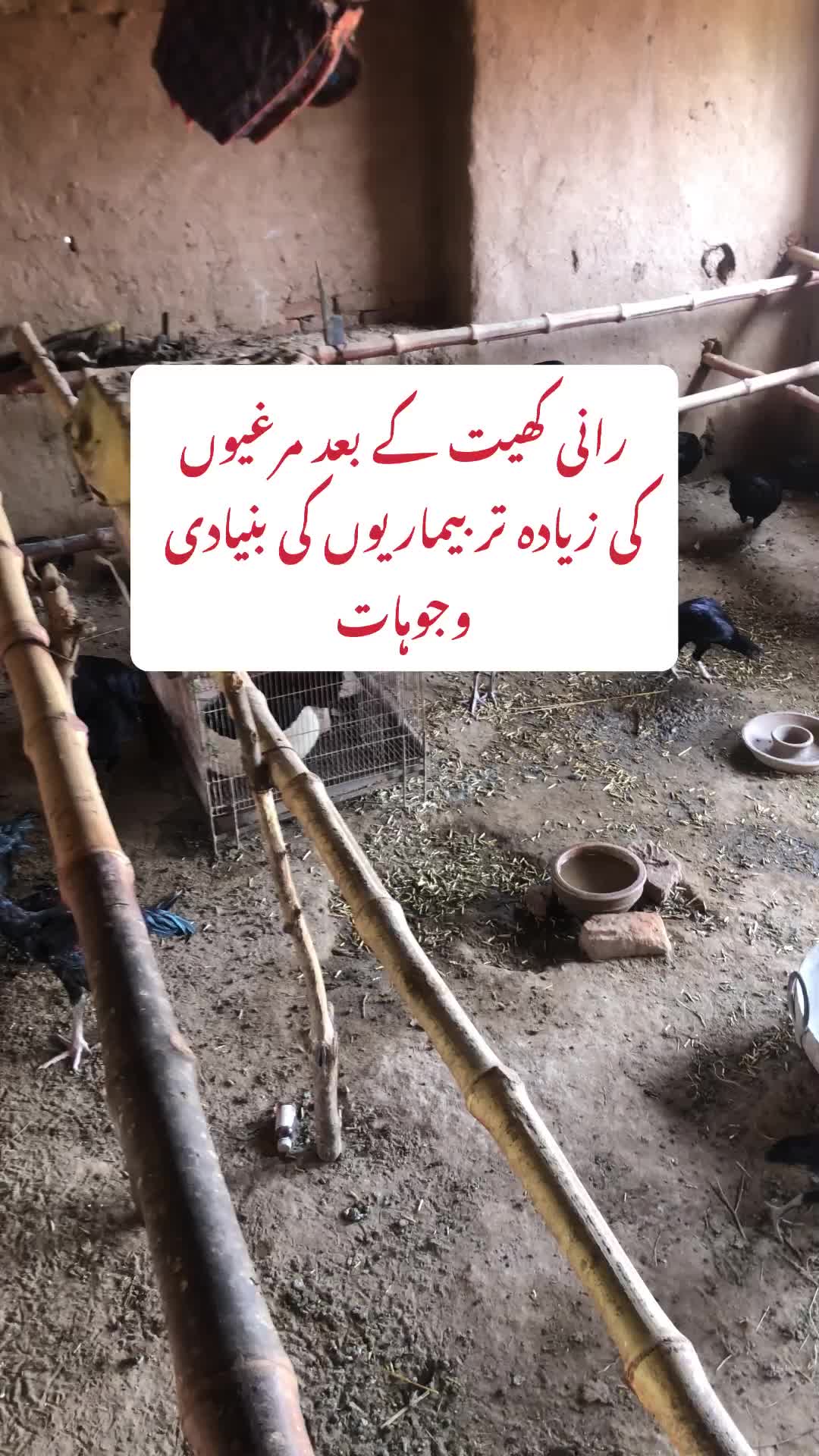@Poultry Markaz