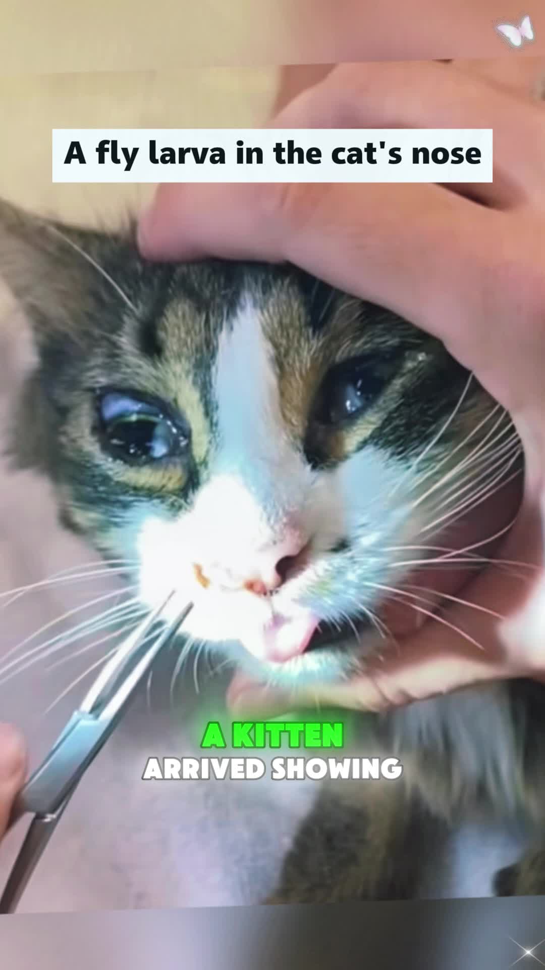 @Animal rescue tips
