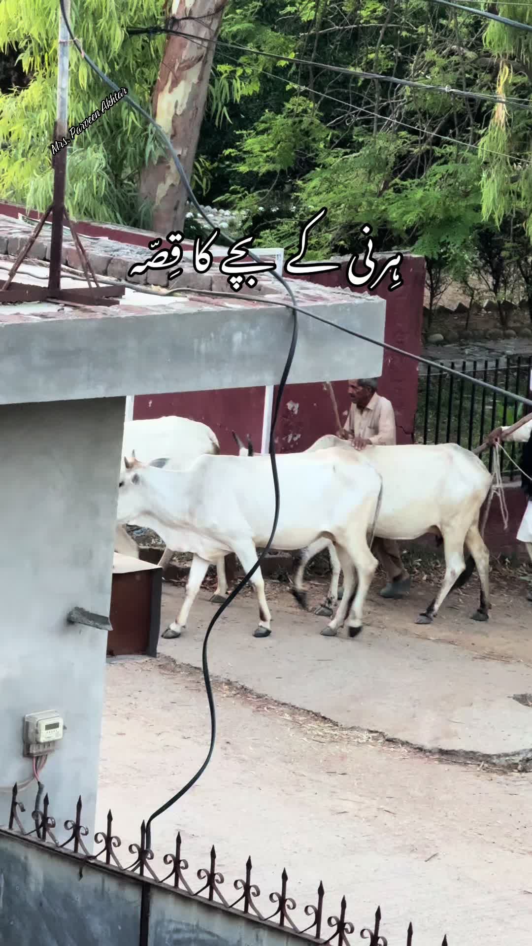 @Parveen Akhtar