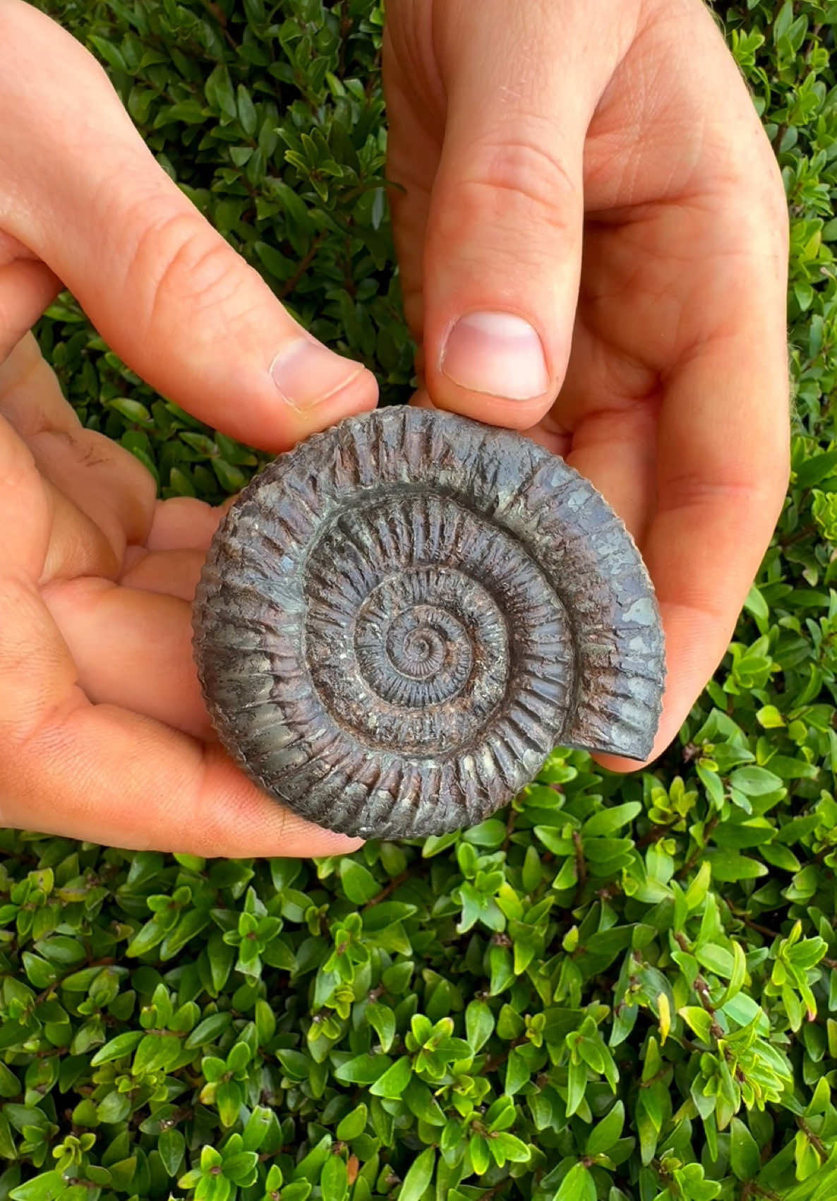 @yorkshire.fossils