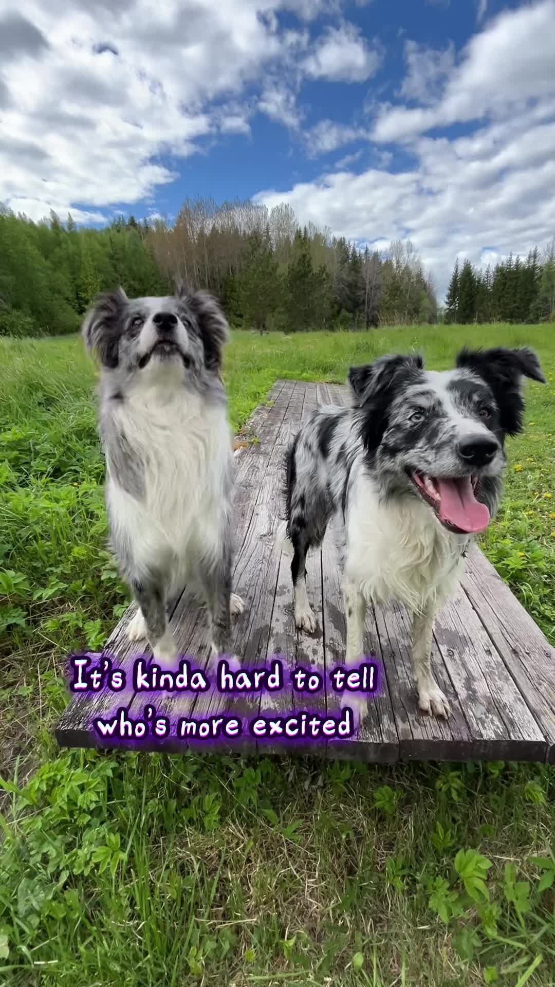 @bordercollieMuse