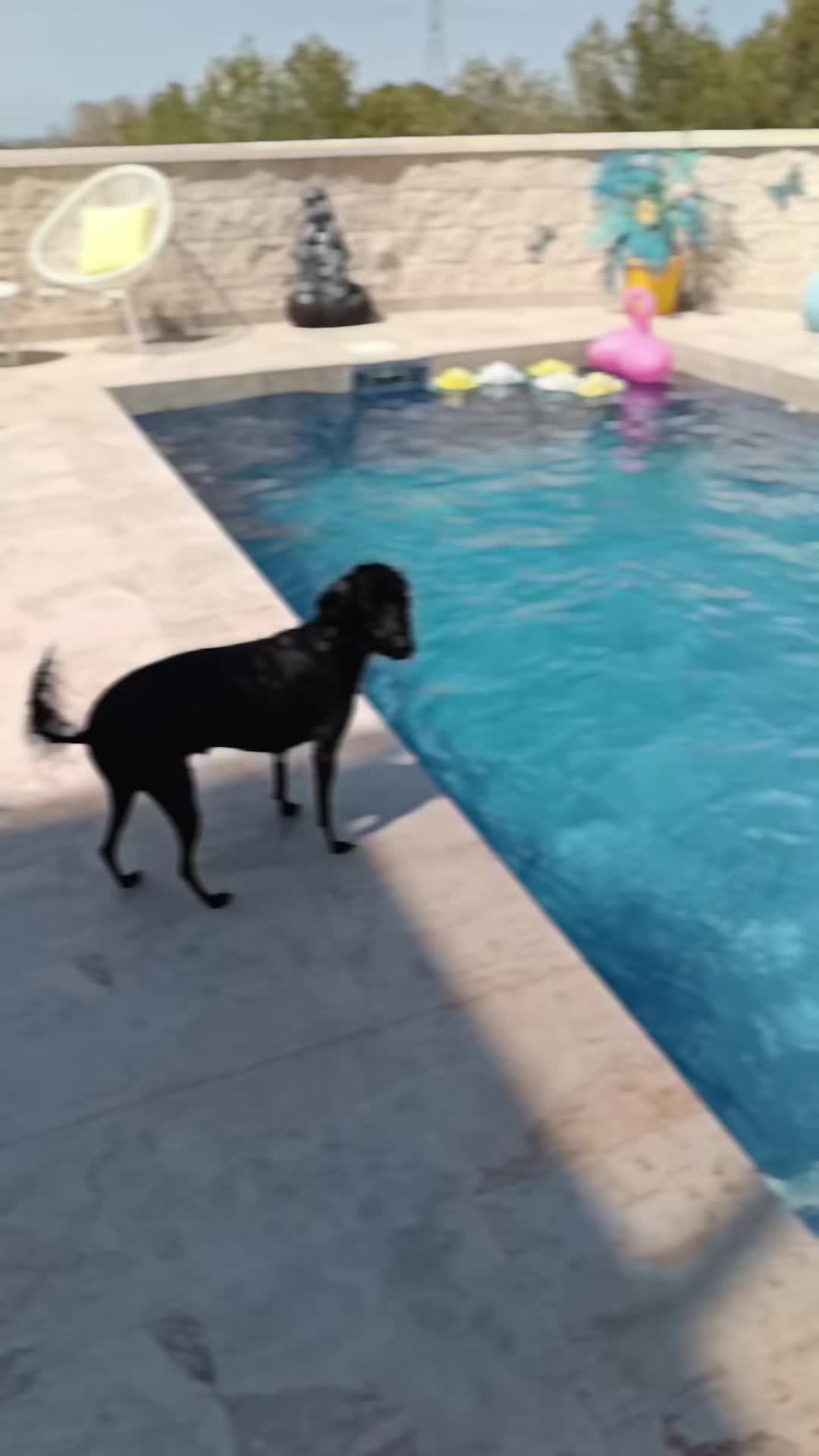 @RoyleDogWalking