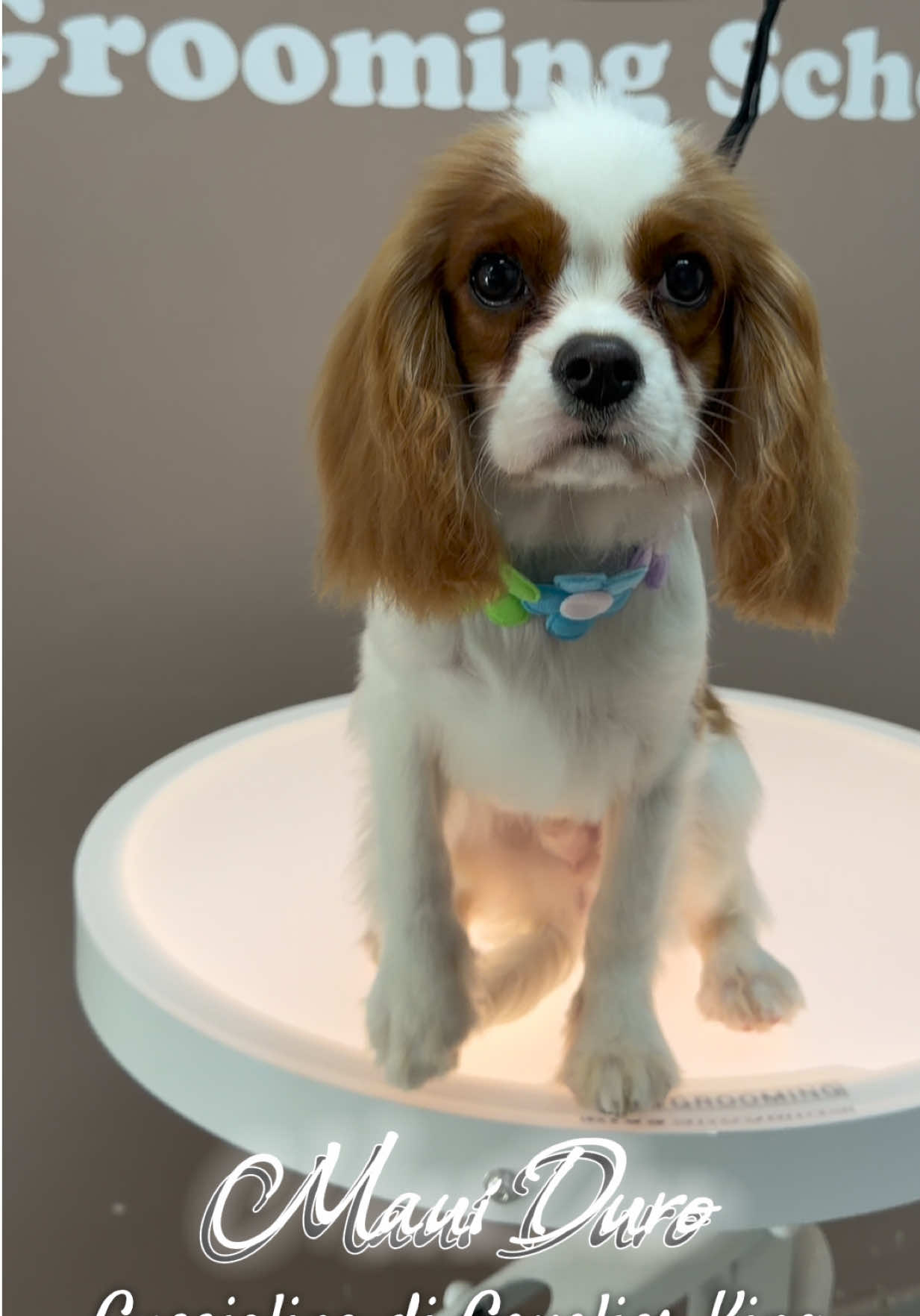 @NewDog Toelettatura & Pet Shop