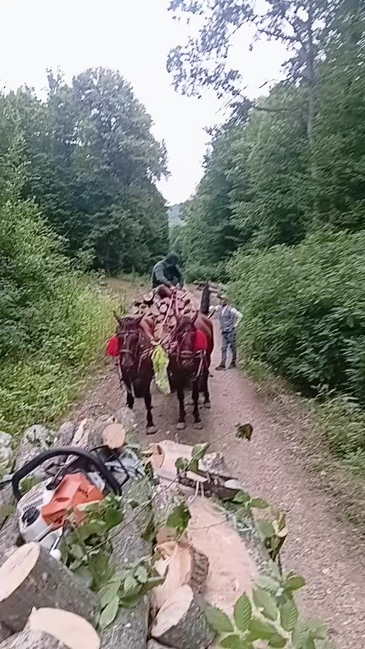 @regele nr 1