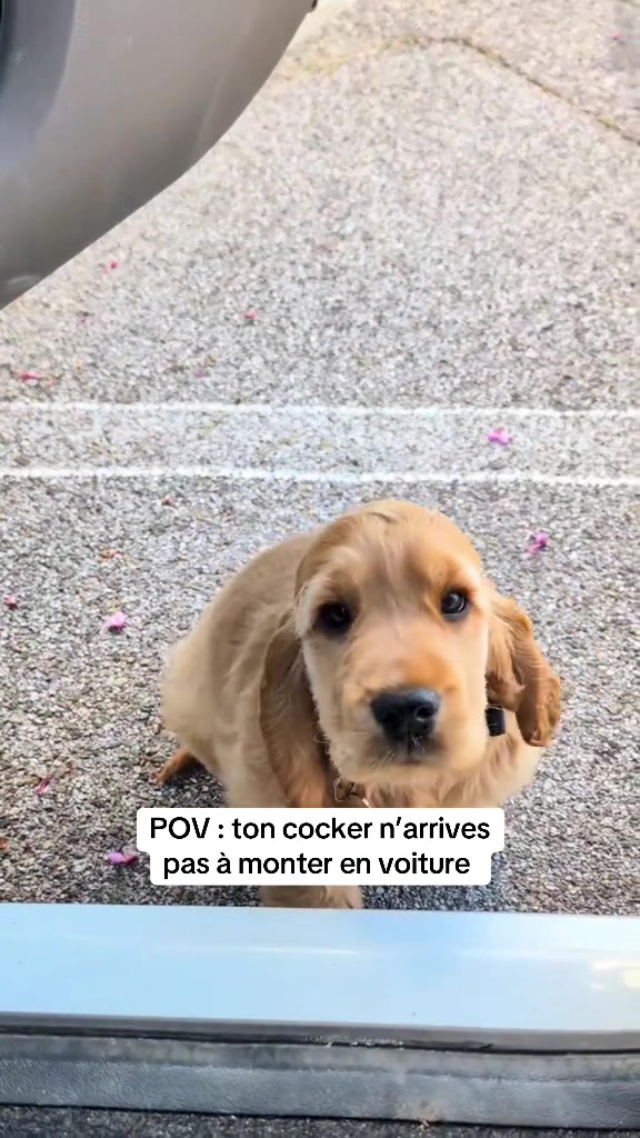 @coeur.de.cocker