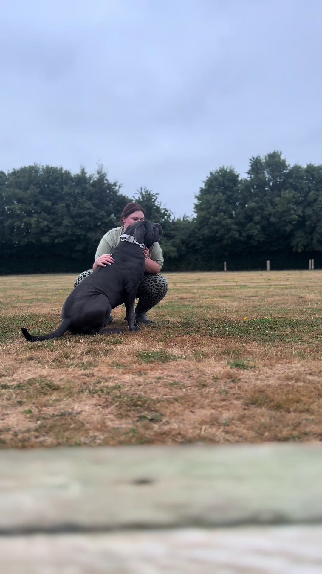 @murphy_the_cane_corso
