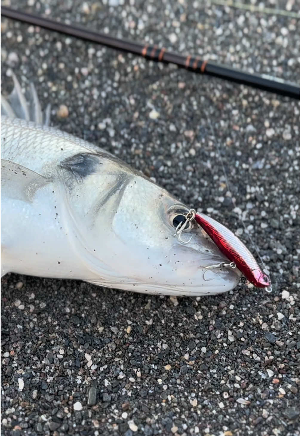 @GRXfishing
