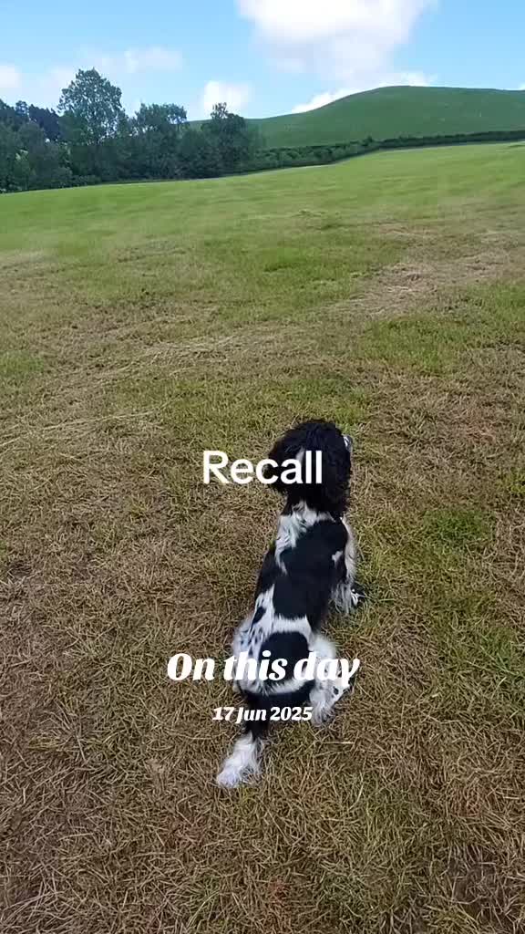 @Ali & 7 Dogs