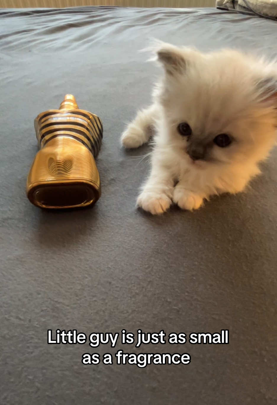 @Cute Ragdolls
