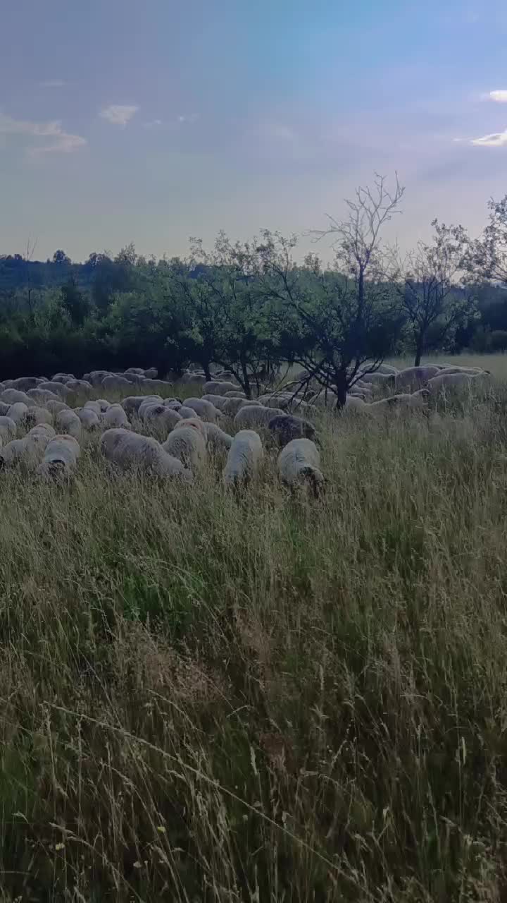 @costy_Turbăceanu