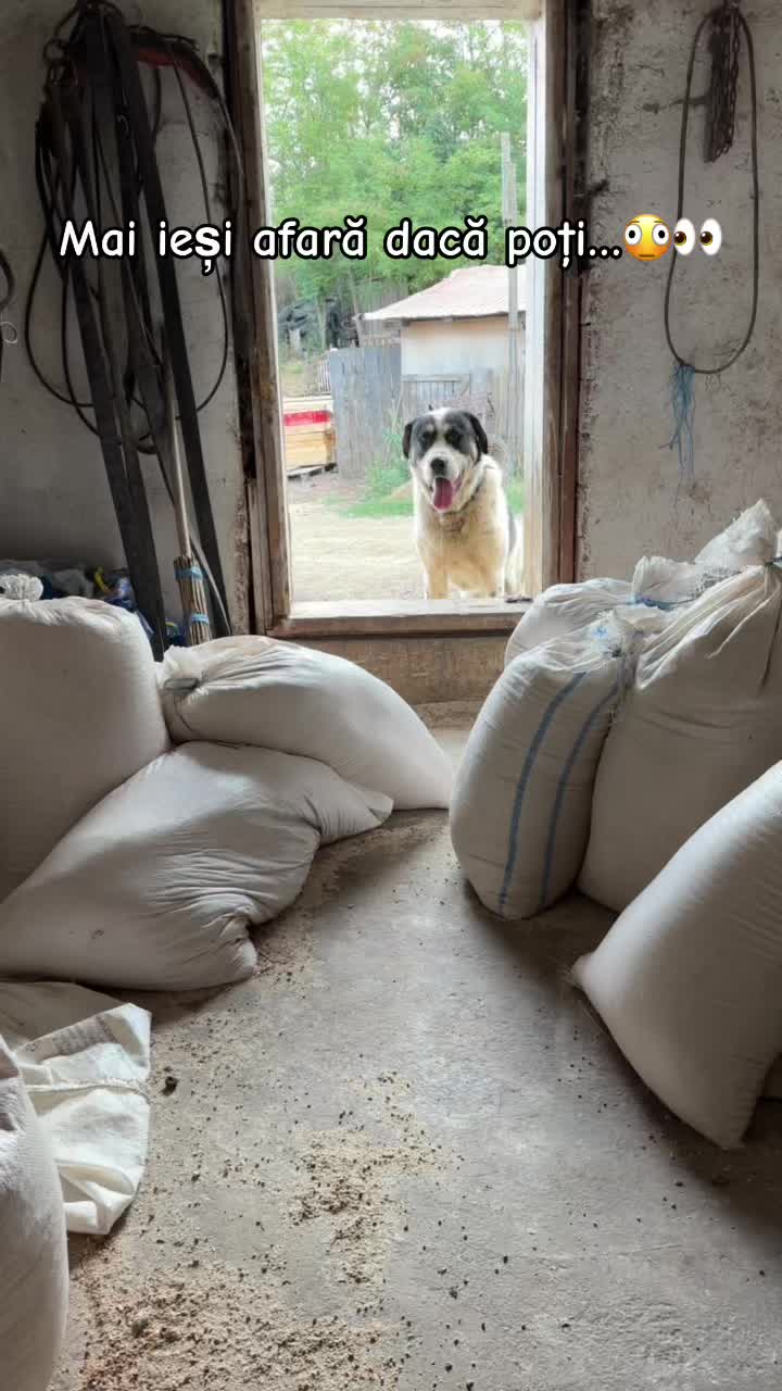 @Cătălin