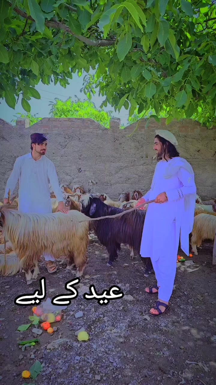 @JANZEB PASHTEEN 4444