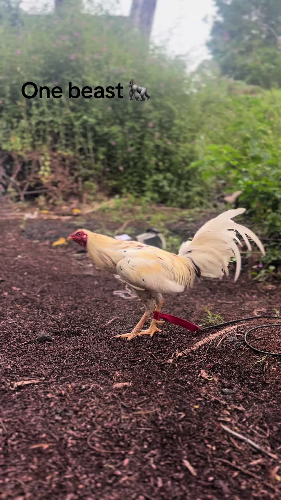 @ltowngamefowl