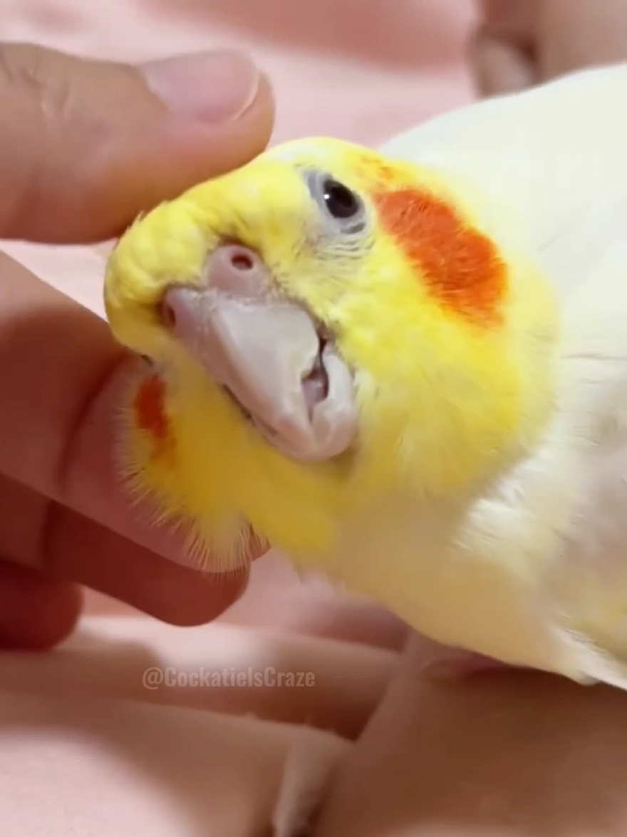 @Cockatiels Craze