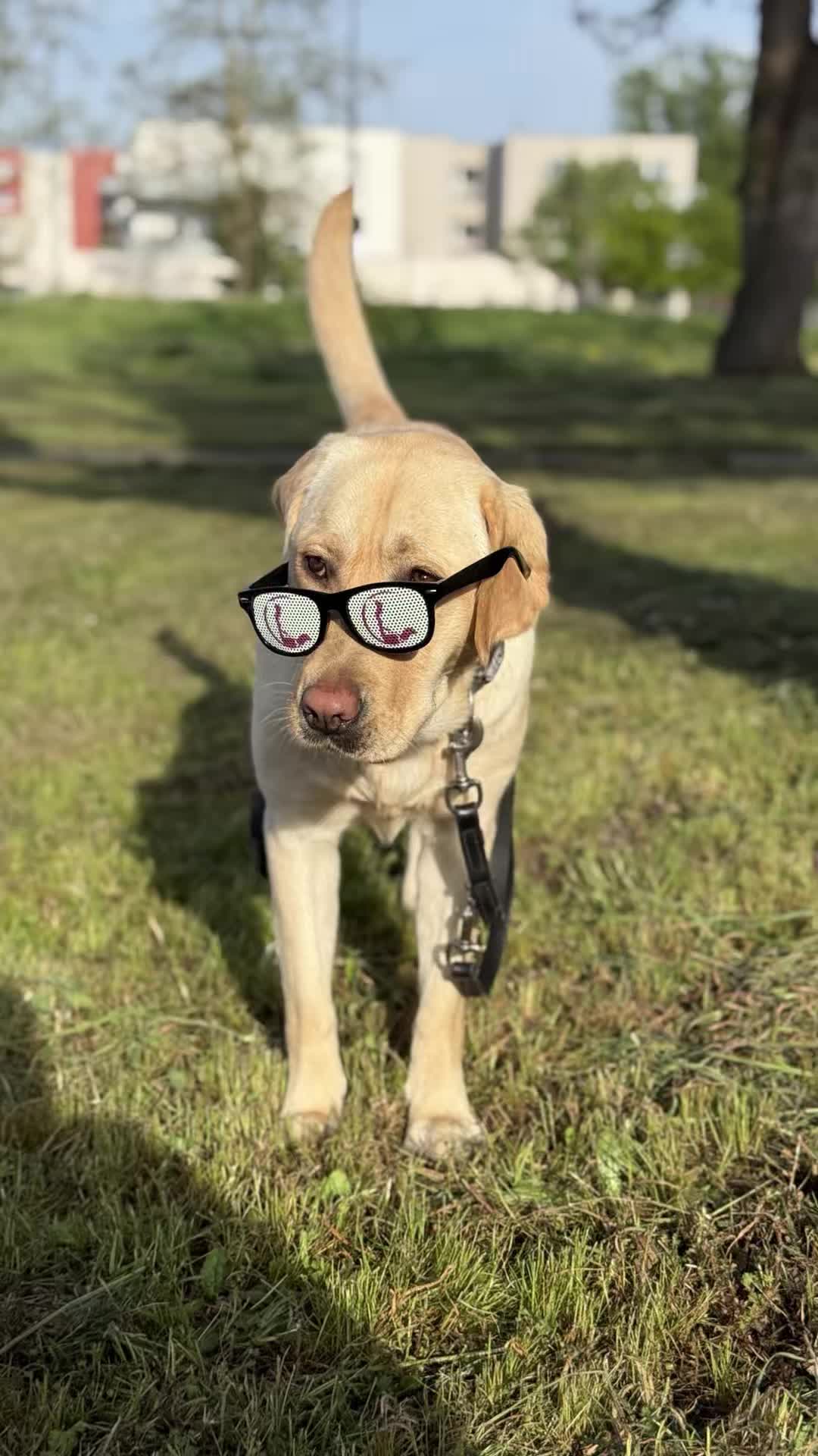 @Chiens Guides de l’Est