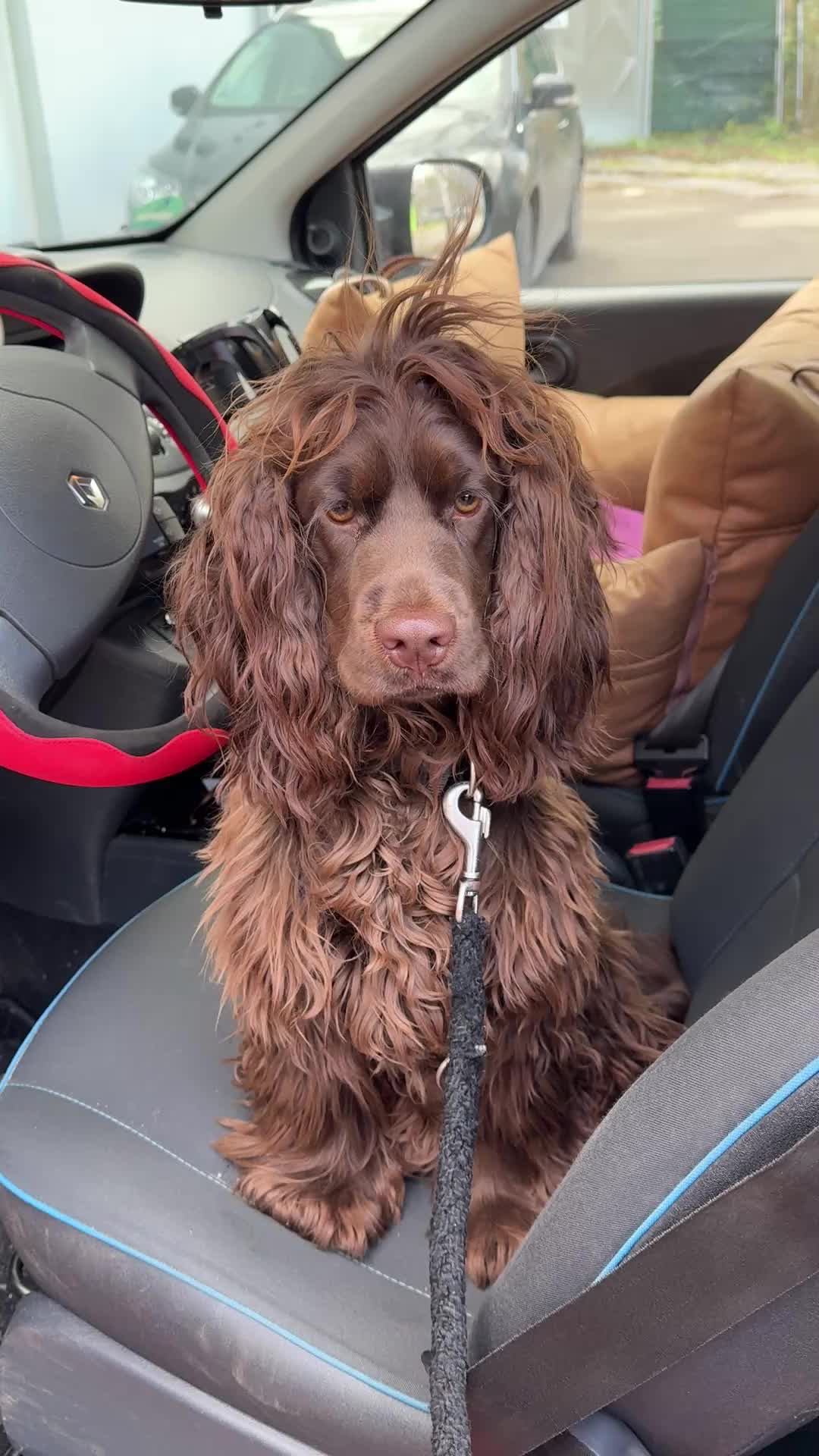 @Yoshi_der_Schokococker