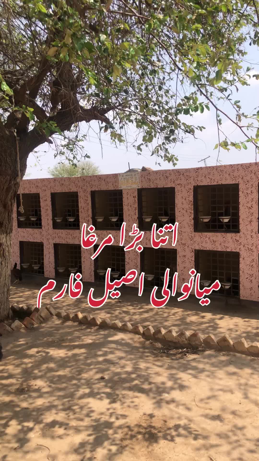 @Poultry Markaz