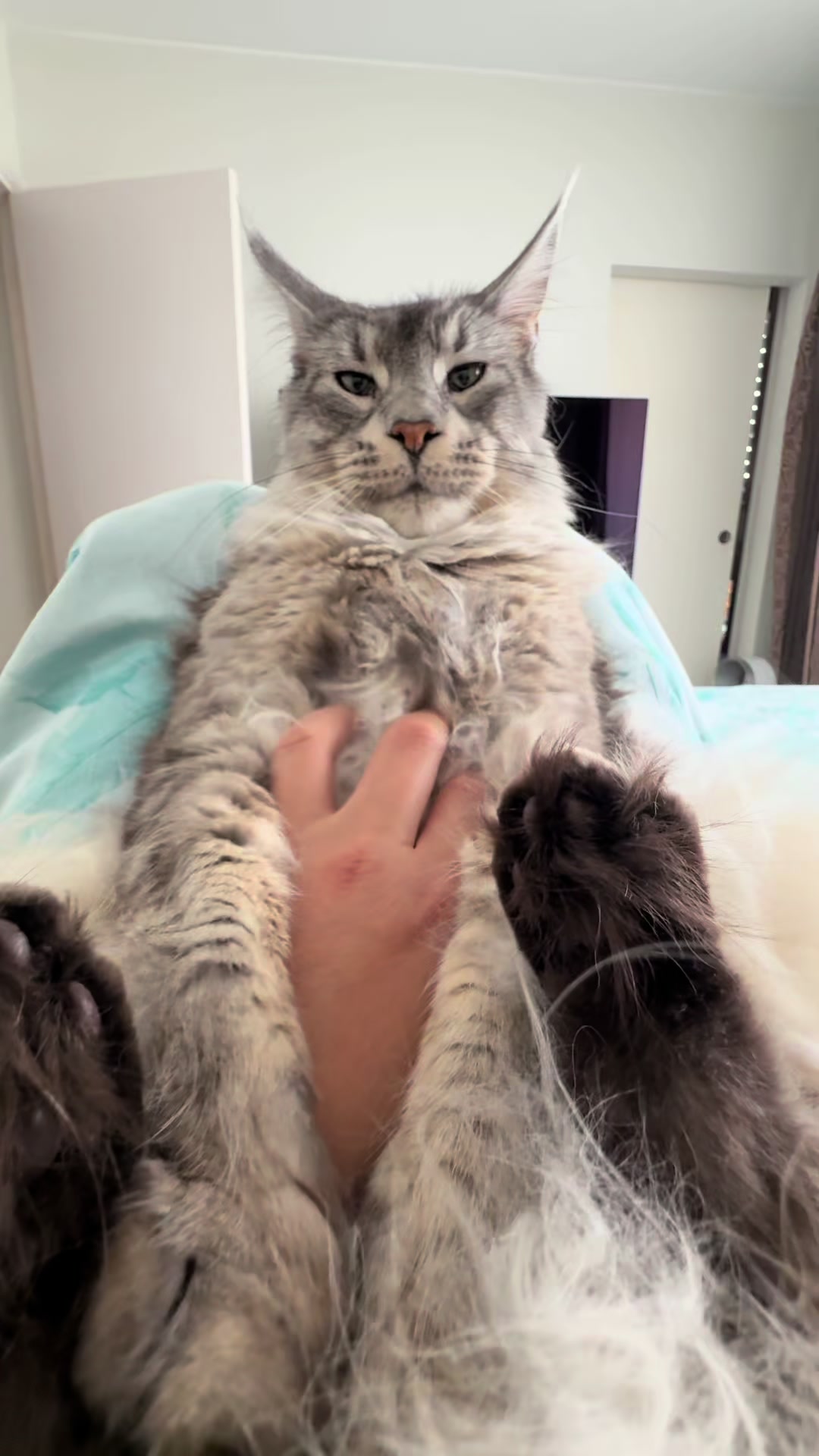 @Maine Coons | Ted & Kissa