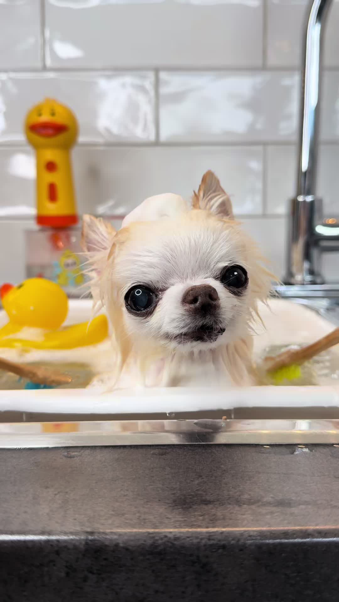 @Tiny Chihuahua Cedric & Maya
