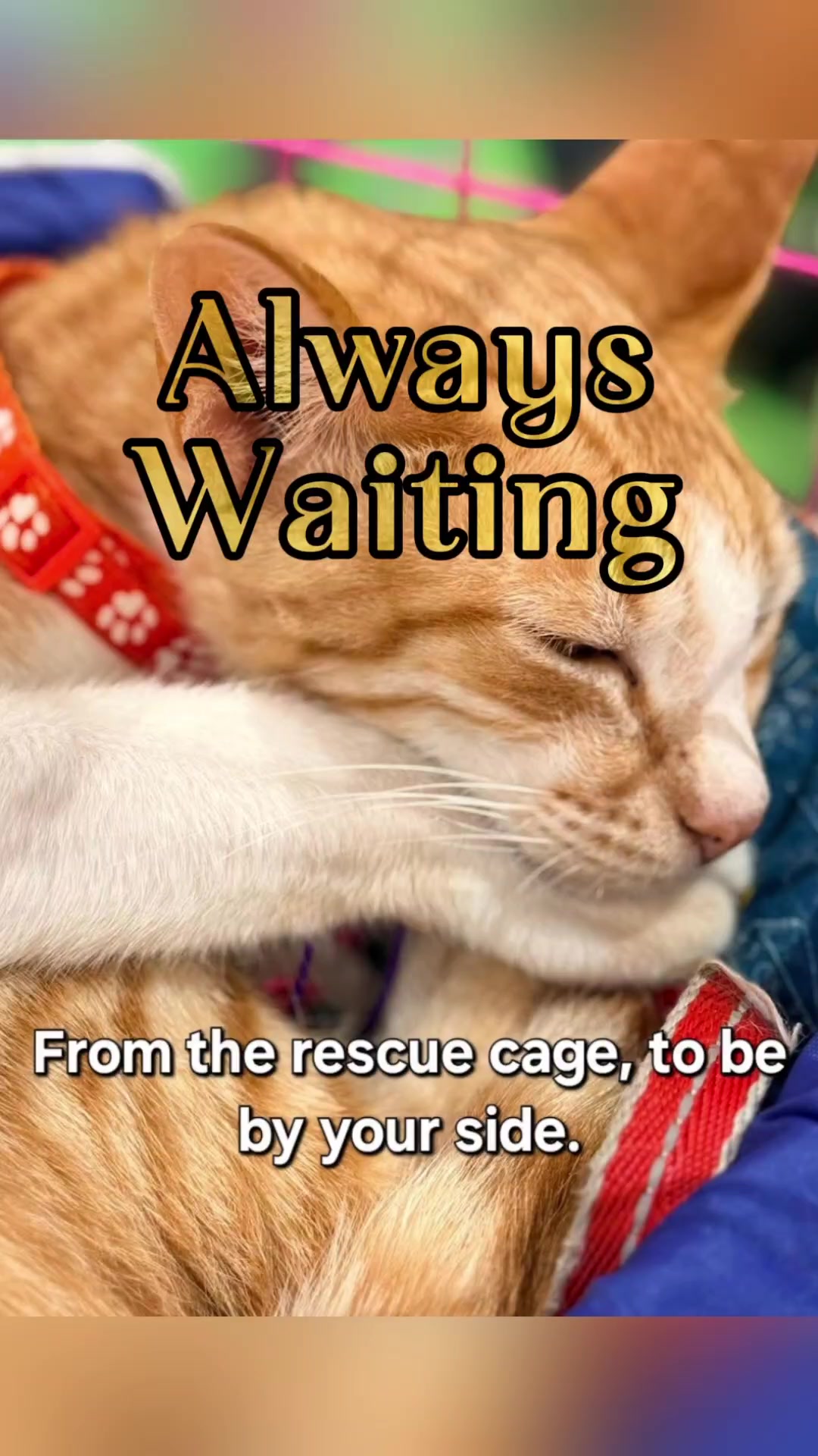 @AnimalKingdomFoundation