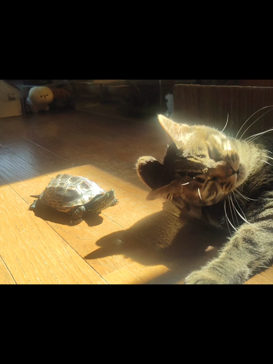 @クサガメ軍曹🐢