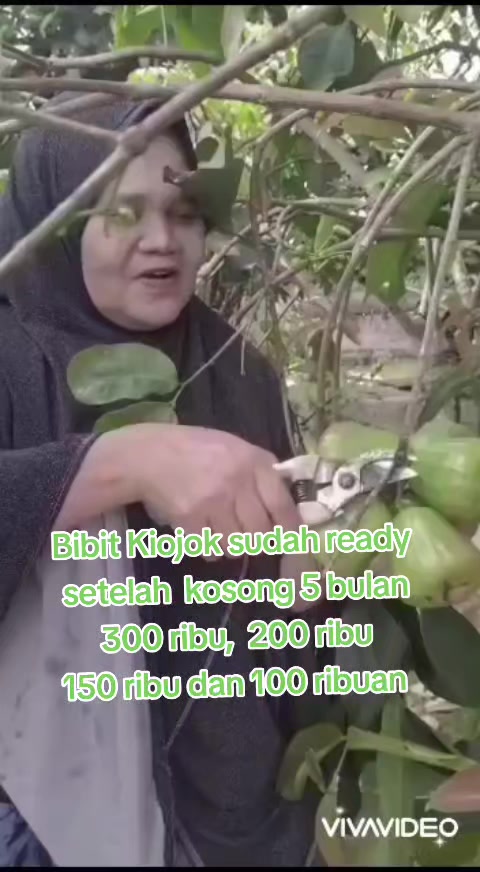 @Bibit khusus samarinda