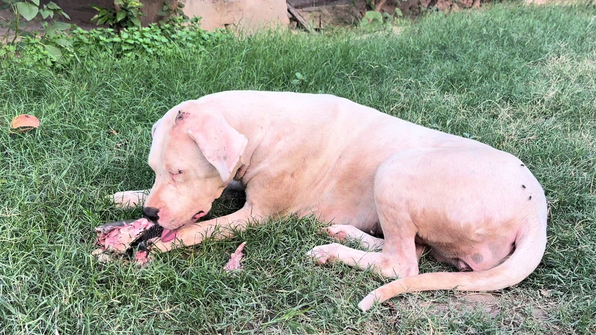 @LIGER the DOGO ARGENTINO