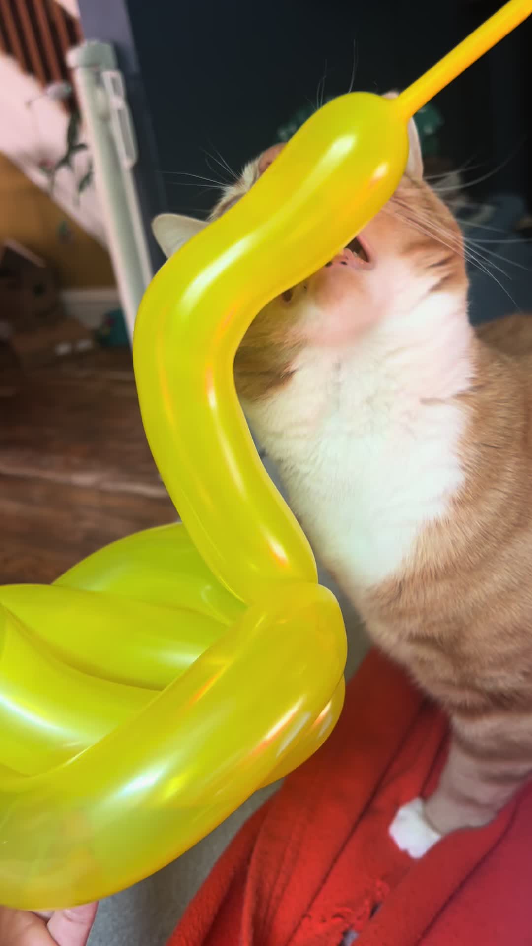 @pawzgonewild