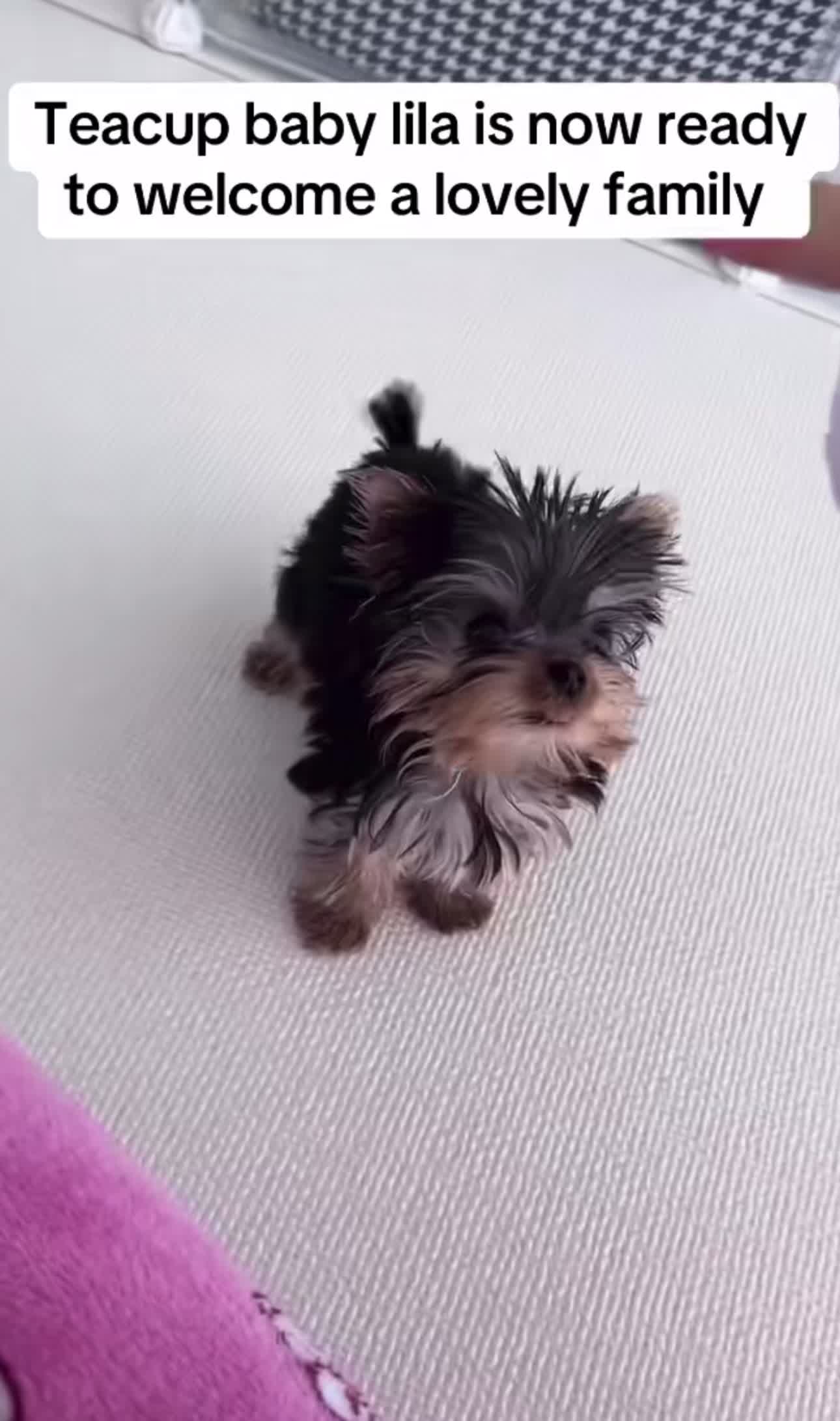 @Yorkies puppies for Adoption