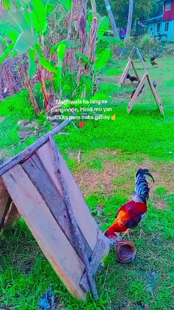 @BONALNOKK🐓