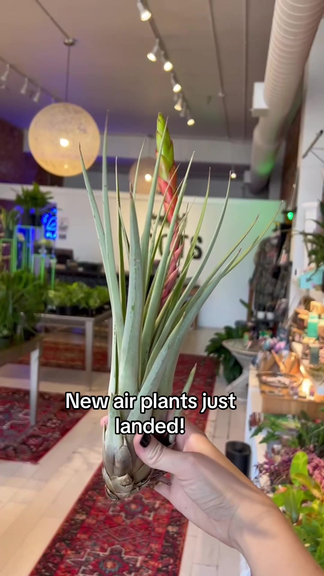 @Rootskc