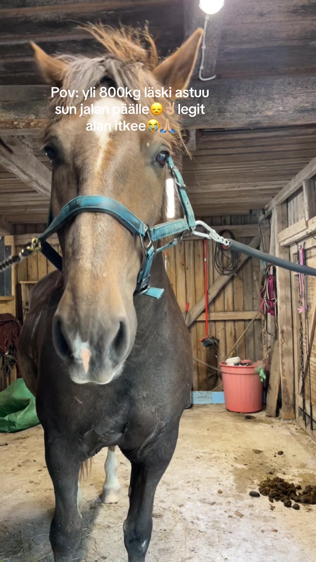 @Ponirannan talli🇫🇮🐎