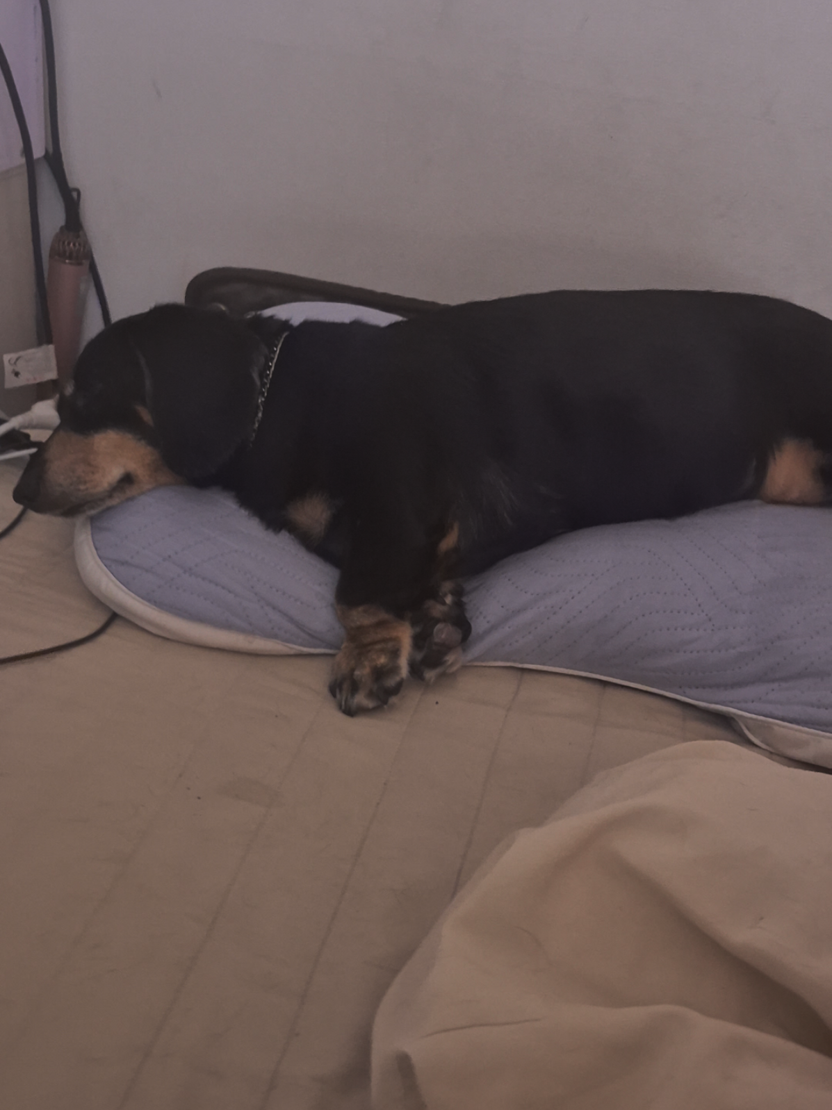 @코코대디