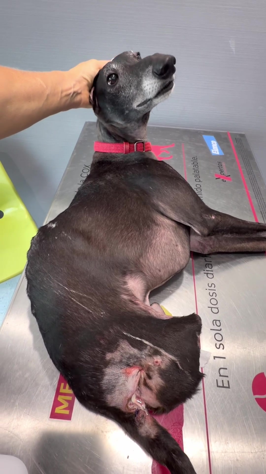 @Galgos del Sol