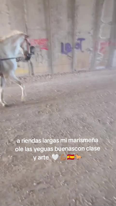 @CUADRA FERN&Aacute;NDEZ 🇦🇿🐎