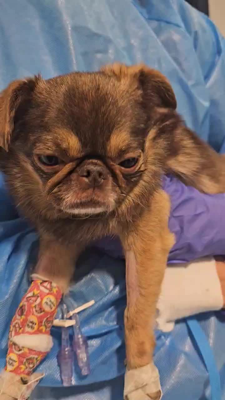 @ChilliThePug