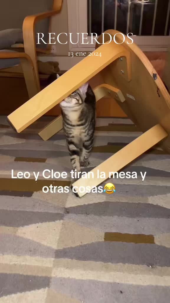 @Cloe-Leo 🤍🧡cats