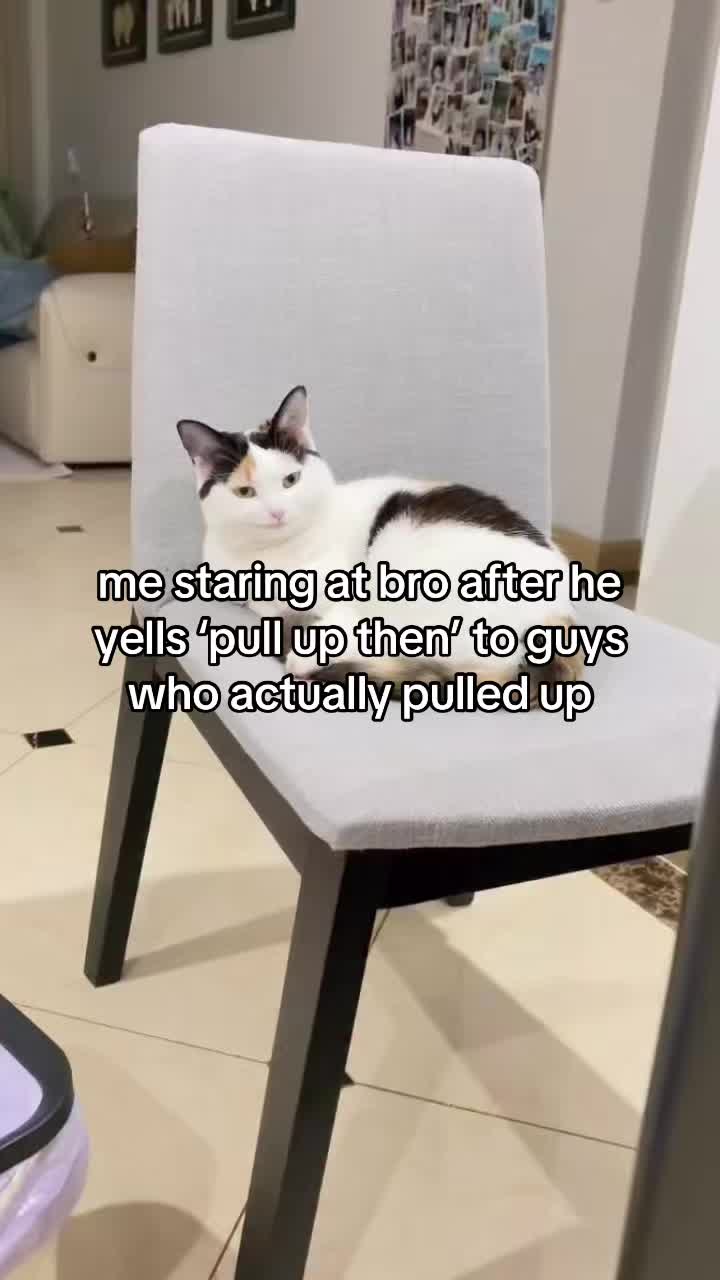 @miaou.catz
