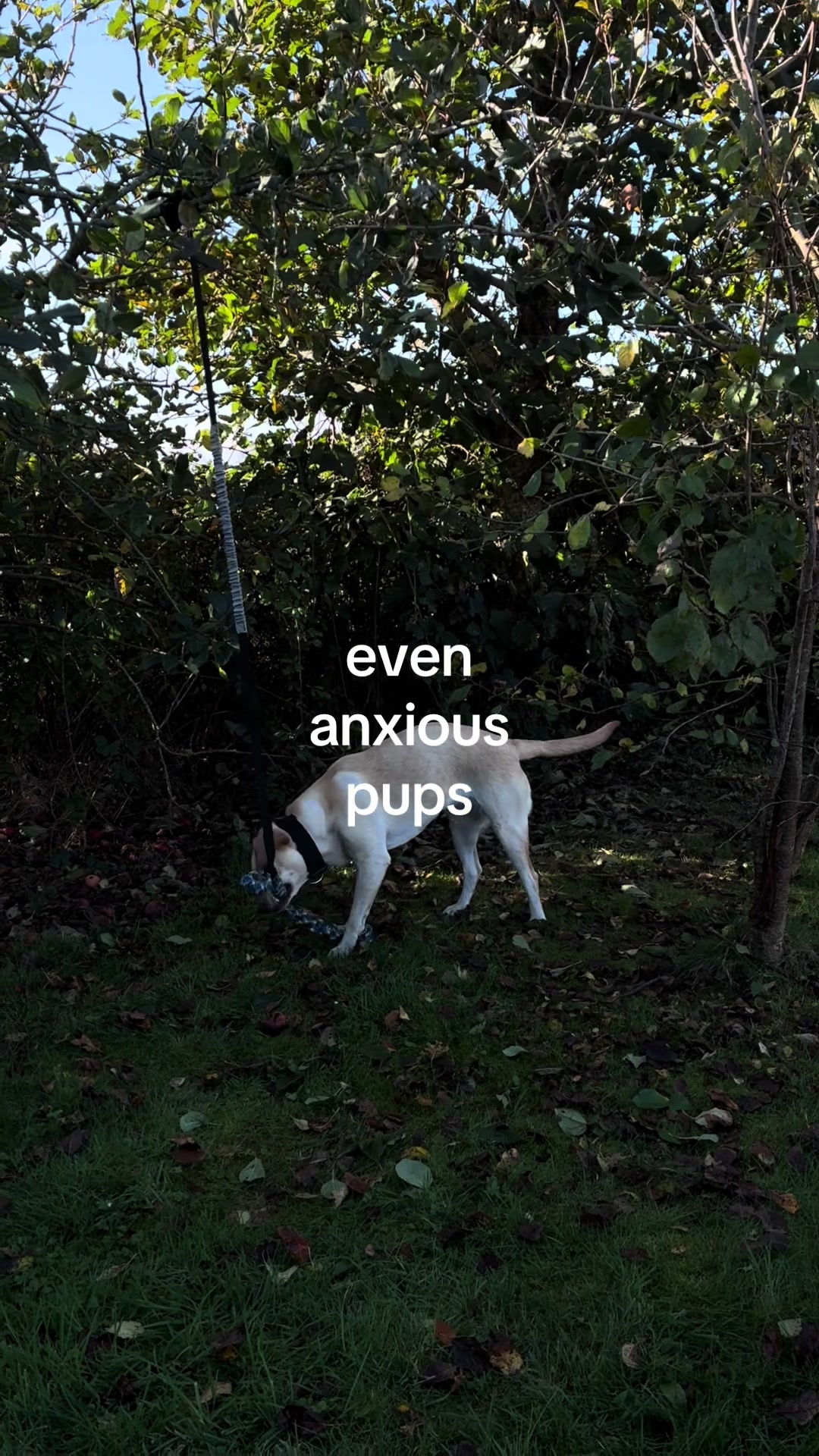 @ˢʰᵃ́ⁿᵉ