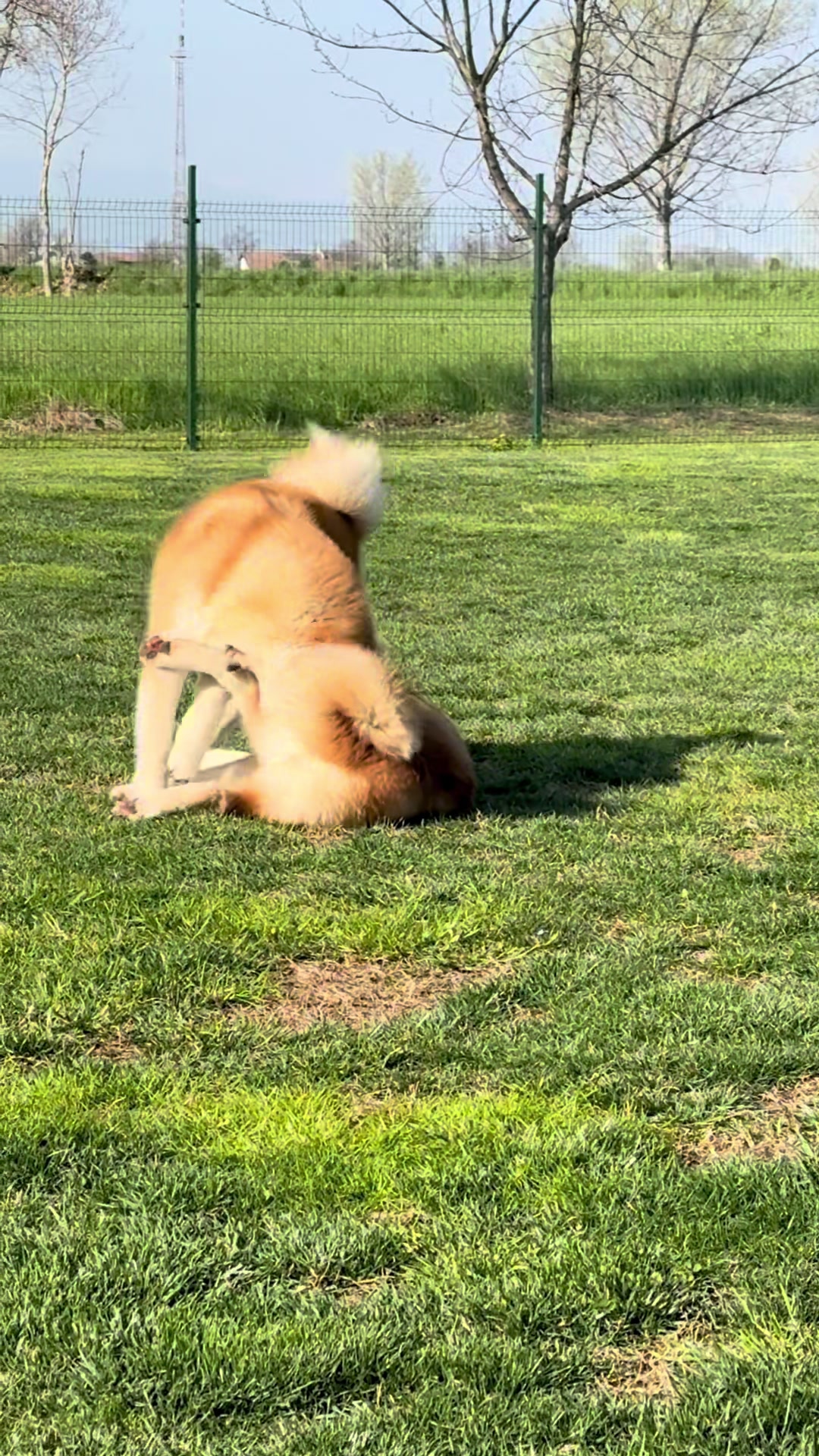 @🐾Dogma Kennel🐾