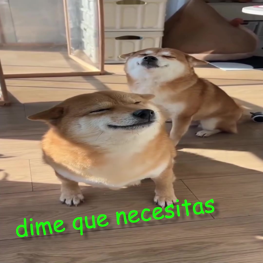 @top dawg