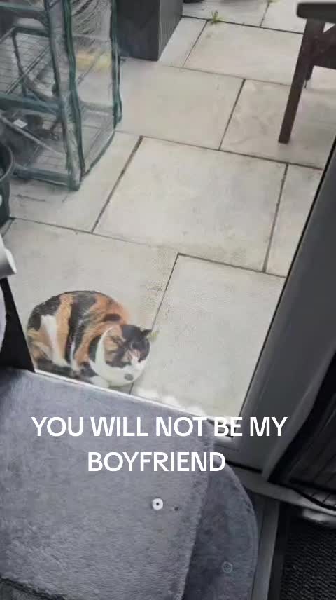@🐾 LOLA CAT 🐾