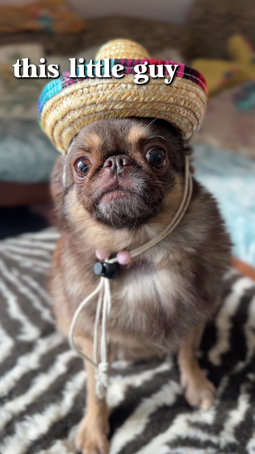 @ChilliThePug