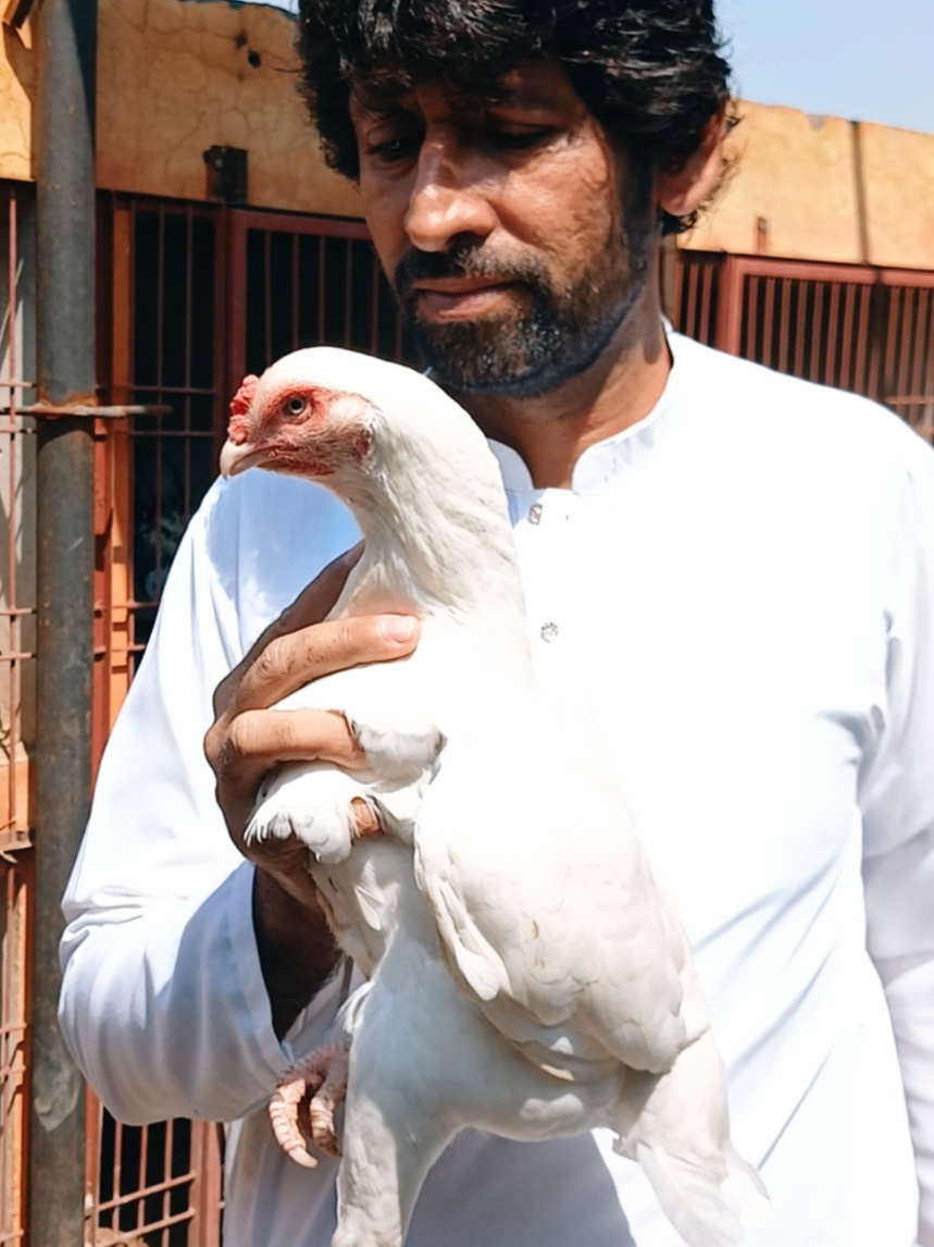 @Sajjad Aseel Farm