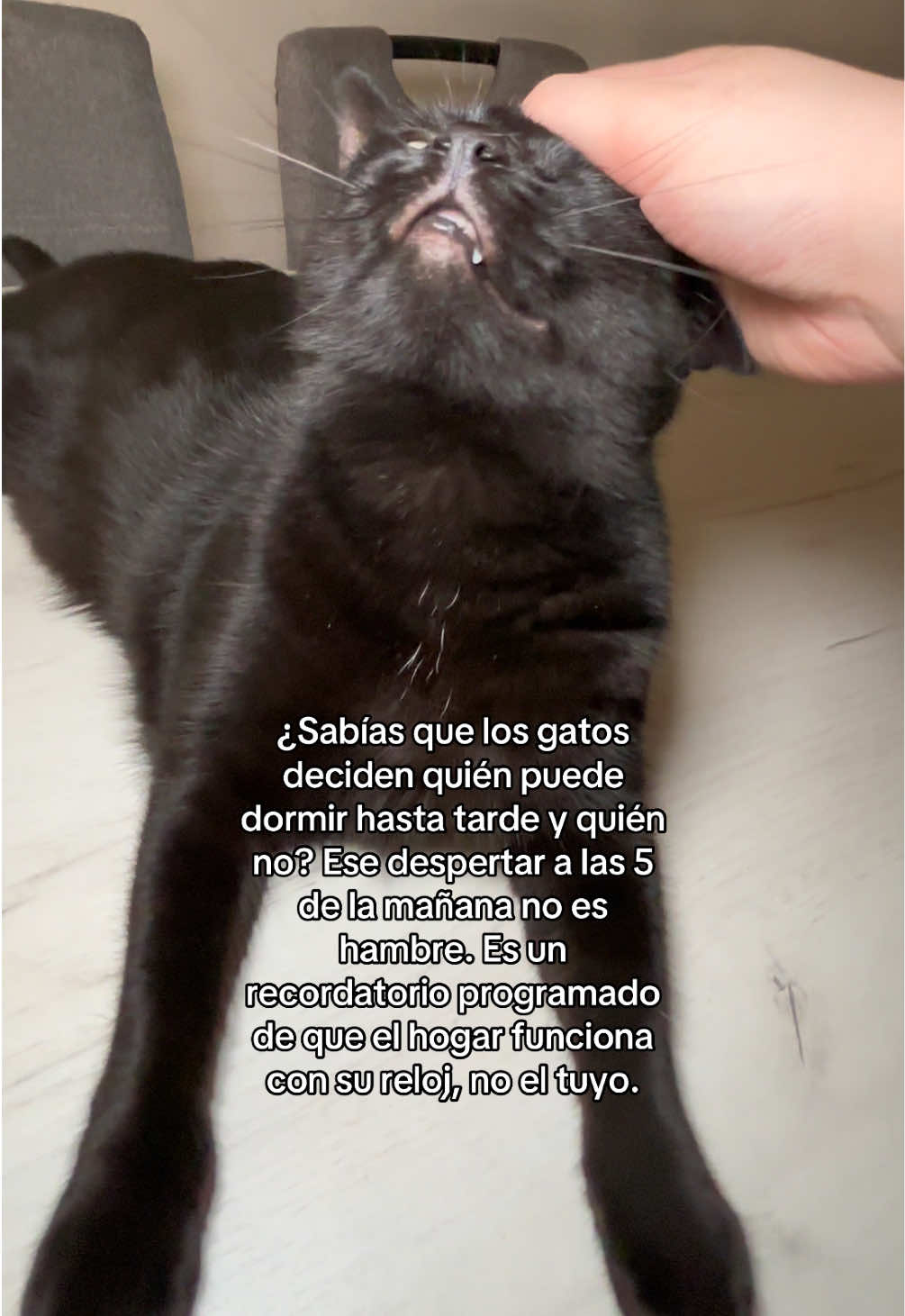 @BlackCatsMatter