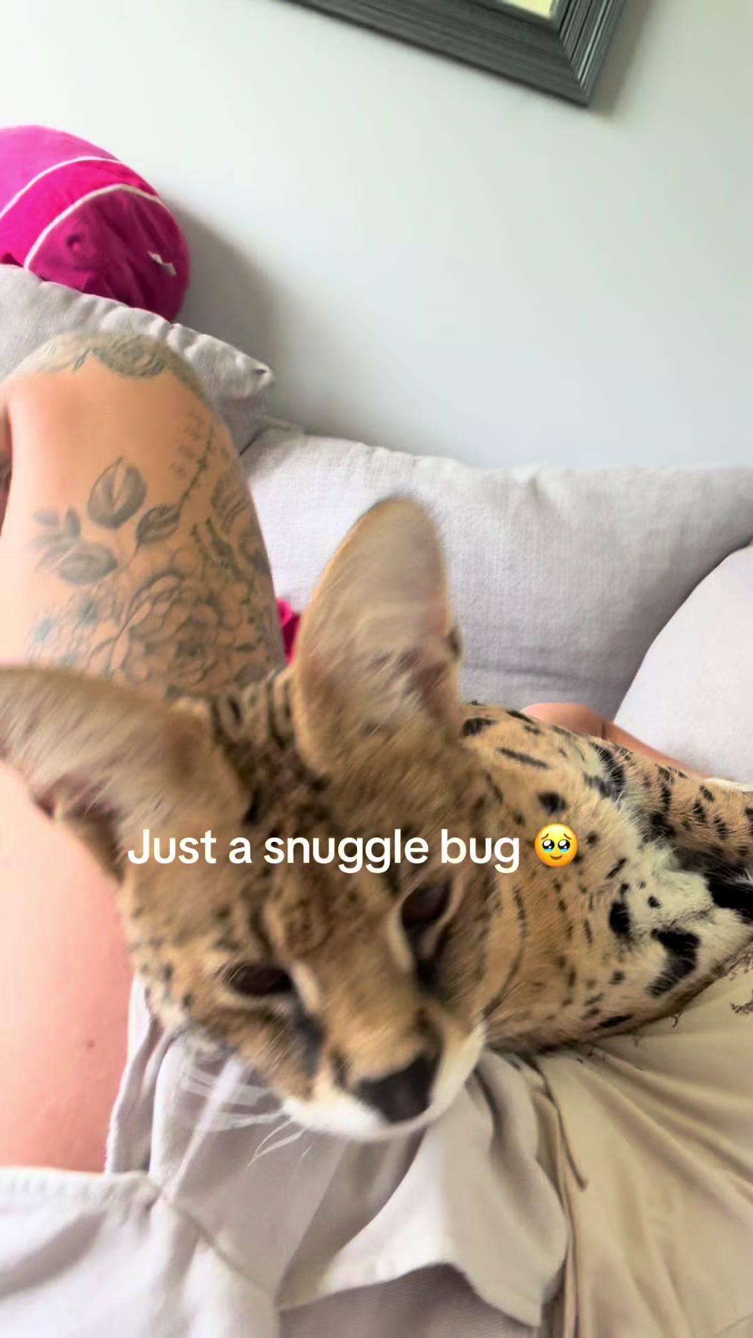 @milo the serval