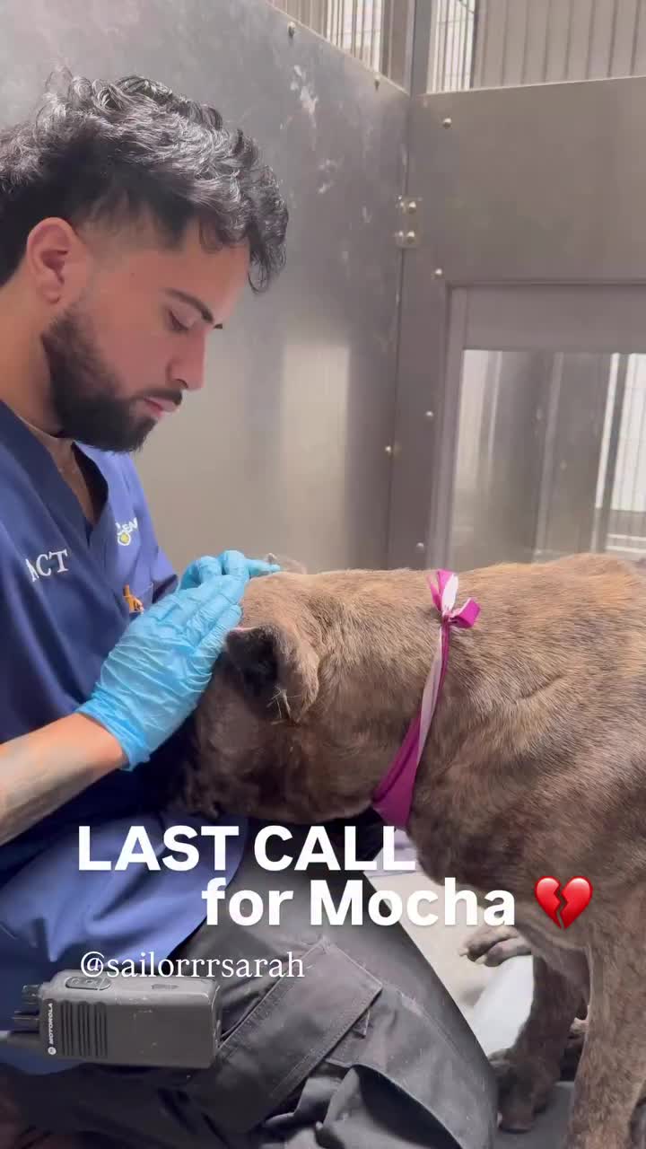 @Saving Mastiffs