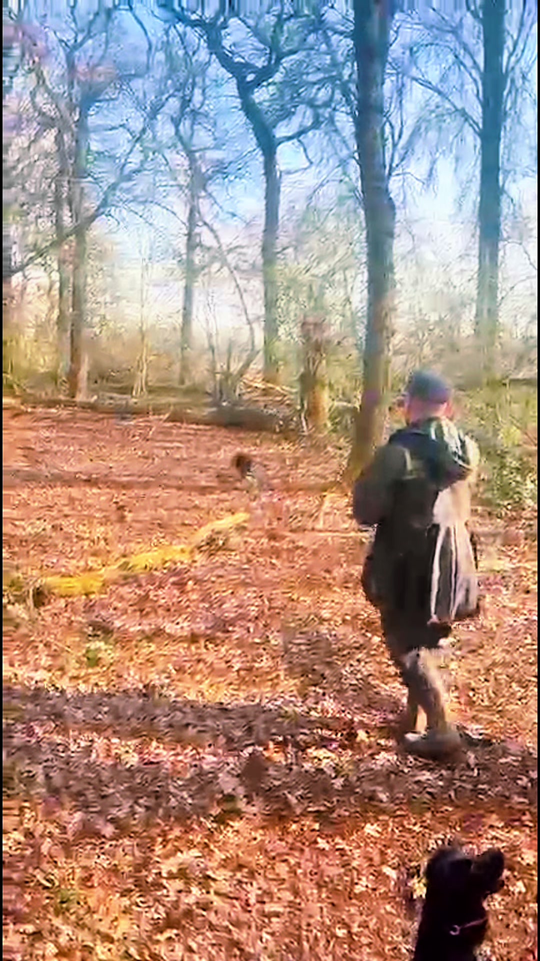 @Trails For Tails Dog Training